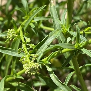 Lepidium africanum at Karabar, NSW - 8 Nov 2024