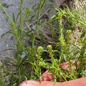 Lepidium africanum at Karabar, NSW - 8 Nov 2024