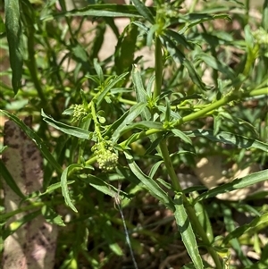 Lepidium africanum at Karabar, NSW - 8 Nov 2024