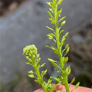 Lepidium africanum at Karabar, NSW - 8 Nov 2024