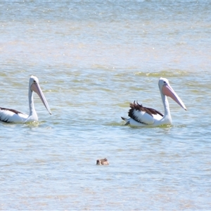 Pelecanus conspicillatus at Nelson, VIC - 31 Oct 2024