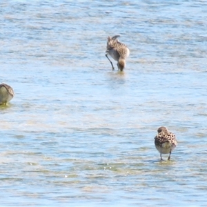 Calidris acuminata at Nelson, VIC - 31 Oct 2024 02:00 PM