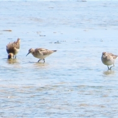 Calidris acuminata at Nelson, VIC - 31 Oct 2024 02:00 PM