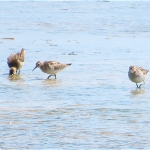 Calidris acuminata at Nelson, VIC - 31 Oct 2024 02:00 PM