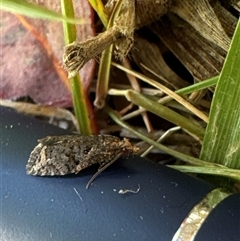 Capua dura (A Tortricid moth) at Aranda, ACT - 8 Nov 2024 by Jubeyjubes