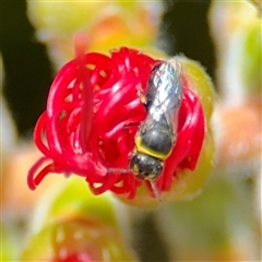 Hylaeus (Gnathoprosopis) euxanthus (Plasterer bee) at Casey, ACT - 5 Nov 2024 by Hejor1