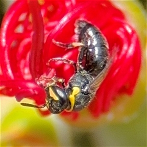 Hylaeus (Gnathoprosopis) euxanthus at Casey, ACT - 5 Nov 2024