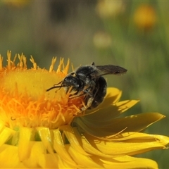 Lasioglossum (Chilalictus) sp. (genus & subgenus) (Halictid bee) at Barton, ACT - 3 Nov 2024 by MichaelBedingfield