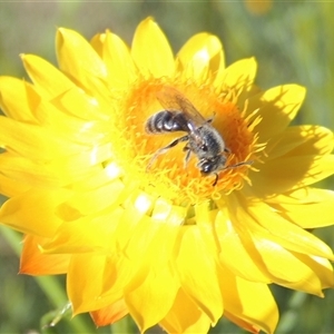 Lasioglossum (Chilalictus) sp. (genus & subgenus) at Barton, ACT - 3 Nov 2024 03:59 PM