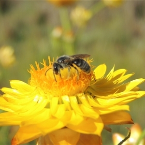 Lasioglossum (Chilalictus) sp. (genus & subgenus) at Barton, ACT - 3 Nov 2024 03:59 PM