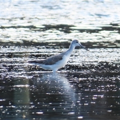 Tringa nebularia (Common Greenshank) at Port Fairy, VIC - 1 Nov 2024 by MB