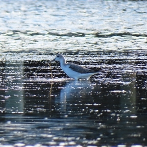 Tringa nebularia at Port Fairy, VIC - 1 Nov 2024 05:06 AM