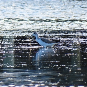 Tringa nebularia at Port Fairy, VIC - 1 Nov 2024