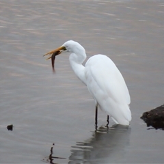 Ardea alba (Great Egret) at Port Fairy, VIC - 31 Oct 2024 by MB