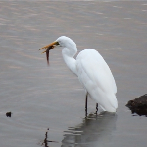 Ardea alba at Port Fairy, VIC - 31 Oct 2024