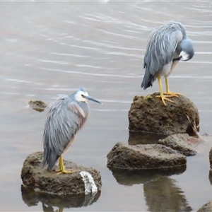 Egretta novaehollandiae at Port Fairy, VIC - 31 Oct 2024 07:51 PM