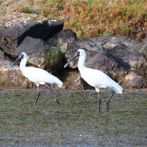 Platalea regia at Port Fairy, VIC - 31 Oct 2024 06:00 PM