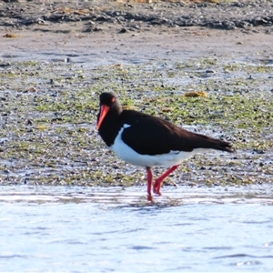 Haematopus longirostris at Port Fairy, VIC - suppressed