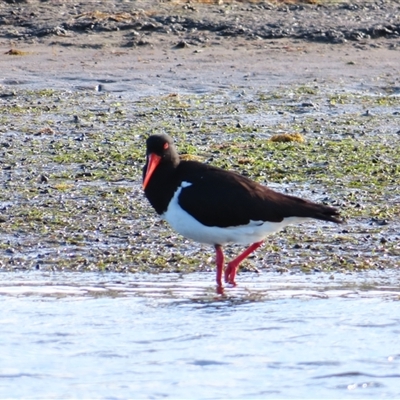 Haematopus longirostris (Australian Pied Oystercatcher) at Port Fairy, VIC - 31 Oct 2024 by MB