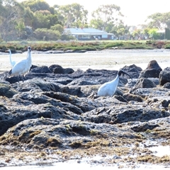 Threskiornis molucca (Australian White Ibis) at Port Fairy, VIC - 31 Oct 2024 by MB