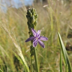 Caesia calliantha (Blue Grass-lily) at Barton, ACT - 3 Nov 2024 by MichaelBedingfield