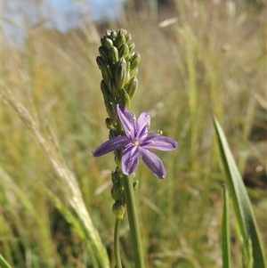 Caesia calliantha at Barton, ACT - 3 Nov 2024