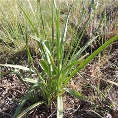 Caesia calliantha at Barton, ACT - 3 Nov 2024