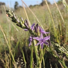 Caesia calliantha at Barton, ACT - 3 Nov 2024