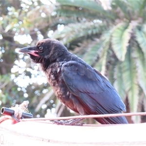 Corvus mellori at Port Fairy, VIC - 1 Nov 2024 06:03 AM