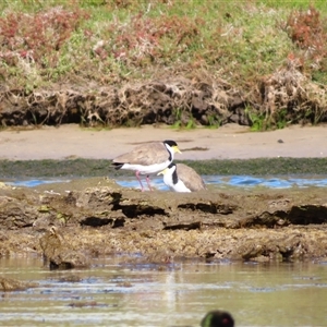 Vanellus miles at Port Fairy, VIC - 31 Oct 2024