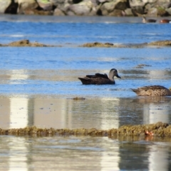 Anas superciliosa (Pacific Black Duck) at Port Fairy, VIC - 31 Oct 2024 by MB