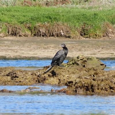 Phalacrocorax sulcirostris (Little Black Cormorant) at Port Fairy, VIC - 31 Oct 2024 by MB