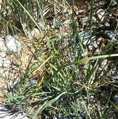 Alternanthera philoxeroides (Alligator Weed) at Evatt, ACT - 8 Nov 2024 by rbannister