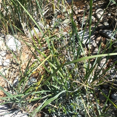 Alternanthera philoxeroides (Alligator Weed) at Evatt, ACT - 8 Nov 2024 by rbannister