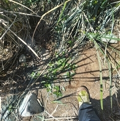 Alternanthera philoxeroides at Evatt, ACT - 8 Nov 2024 10:36 AM