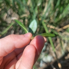 Alternanthera philoxeroides at Evatt, ACT - 8 Nov 2024 10:36 AM