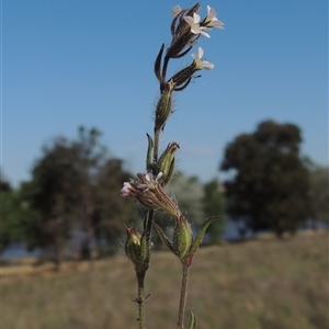 Silene gallica var. gallica at Barton, ACT - 3 Nov 2024