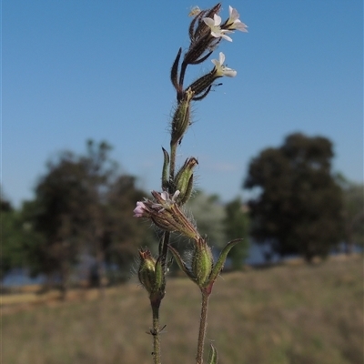 Silene gallica var. gallica (French Catchfly) at Barton, ACT - 3 Nov 2024 by MichaelBedingfield