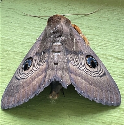 Dasypodia selenophora (Southern old lady moth) at Higgins, ACT - 8 Nov 2024 by Jennybach