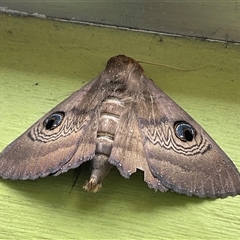 Dasypodia selenophora at Higgins, ACT - 8 Nov 2024