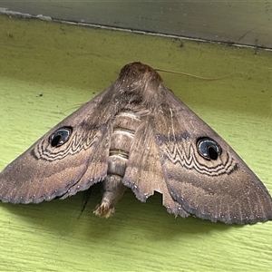 Dasypodia selenophora at Higgins, ACT - 8 Nov 2024 11:21 AM