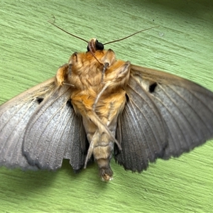 Dasypodia selenophora at Higgins, ACT - 8 Nov 2024