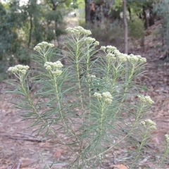 Cassinia longifolia (Shiny Cassinia, Cauliflower Bush) at Barton, ACT - 3 Nov 2024 by MichaelBedingfield