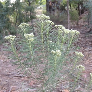 Cassinia longifolia at Barton, ACT - 3 Nov 2024