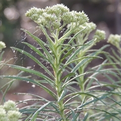 Cassinia longifolia at Barton, ACT - 3 Nov 2024 04:59 PM