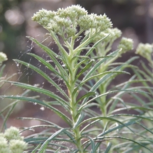 Cassinia longifolia at Barton, ACT - 3 Nov 2024