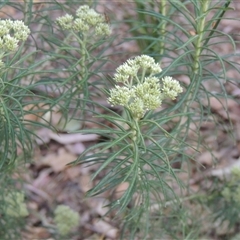 Cassinia longifolia at Barton, ACT - 3 Nov 2024