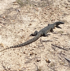 Varanus rosenbergi (Heath or Rosenberg's Monitor) at Rendezvous Creek, ACT - 8 Nov 2024 by AdamHenderson