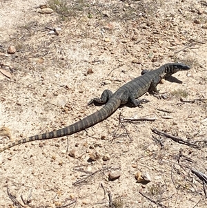 Varanus rosenbergi at Rendezvous Creek, ACT - 8 Nov 2024