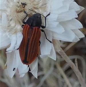 Castiarina erythroptera at Queanbeyan West, NSW - 9 Nov 2024